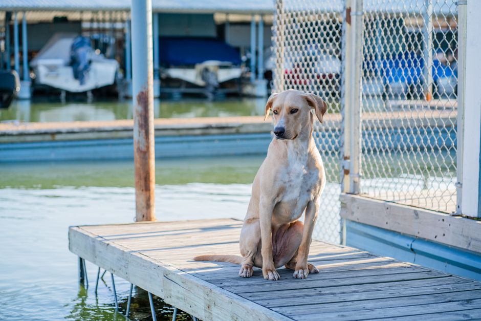 Dock & Marina Readiness